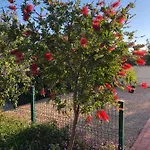 לינה וארוחת בוקר Quinta Amendoeiras 4*