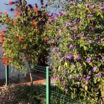Quinta Amendoeiras לינה וארוחת בוקר Nora (Barlavento)